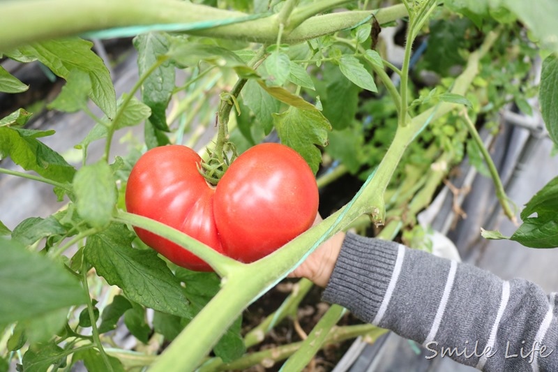 ▌親子景點▌關西高平農場 溫室有機草莓、番茄、搗麻糬、擂茶、愛玉diy。吃養生番茄火鍋