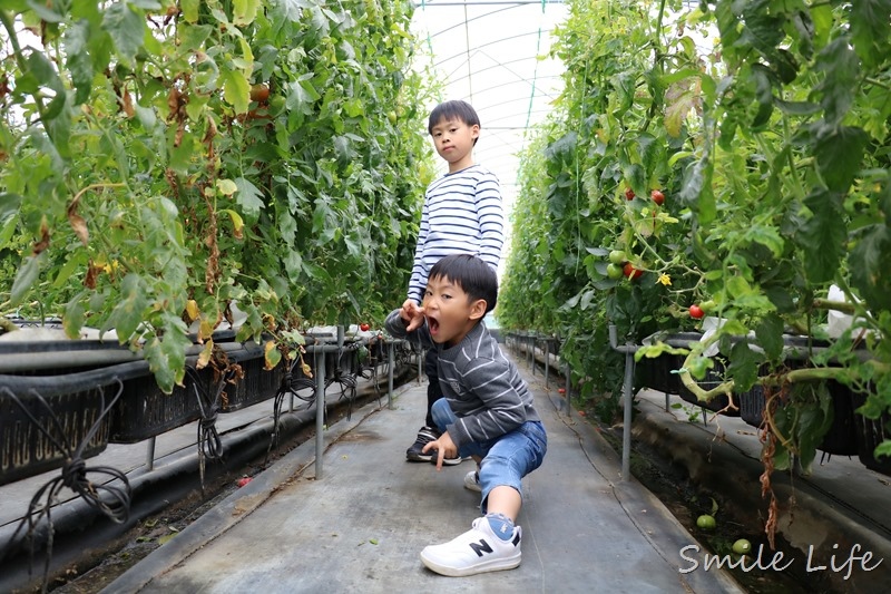 ▌親子景點▌關西高平農場 溫室有機草莓、番茄、搗麻糬、擂茶、愛玉diy。吃養生番茄火鍋