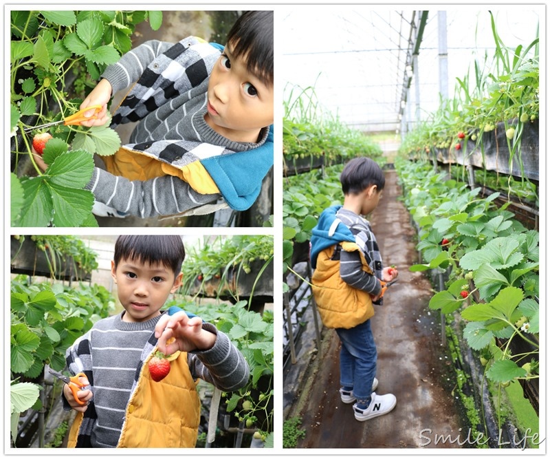 ▌親子景點▌關西高平農場 溫室有機草莓、番茄、搗麻糬、擂茶、愛玉diy。吃養生番茄火鍋