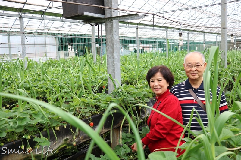 ▌親子景點▌關西高平農場 溫室有機草莓、番茄、搗麻糬、擂茶、愛玉diy。吃養生番茄火鍋