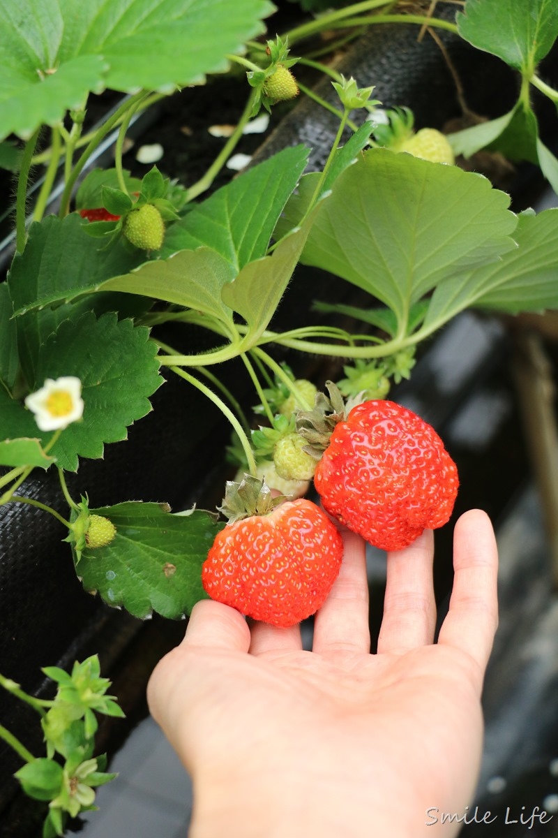 ▌親子景點▌關西高平農場 溫室有機草莓、番茄、搗麻糬、擂茶、愛玉diy。吃養生番茄火鍋