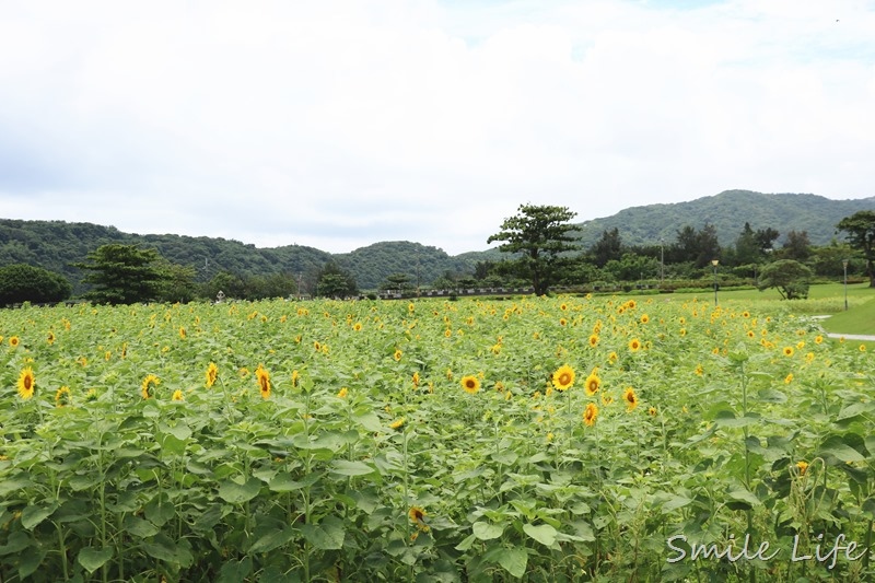 ▌花蓮親子景點▌洄瀾灣開心農場、洄瀾灣會館、貨櫃星巴克、新天堂樂園 一次暢遊四大IG打卡點