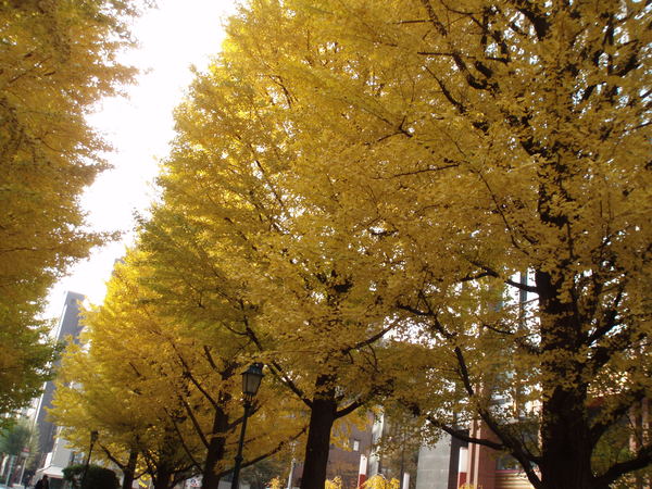 東日本橋楓葉道