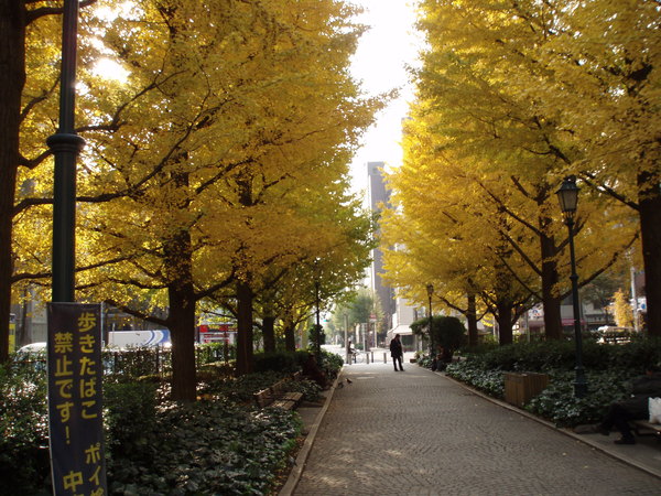 東日本橋楓葉道