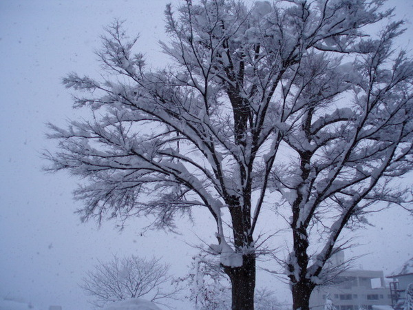 雪蓋著樹