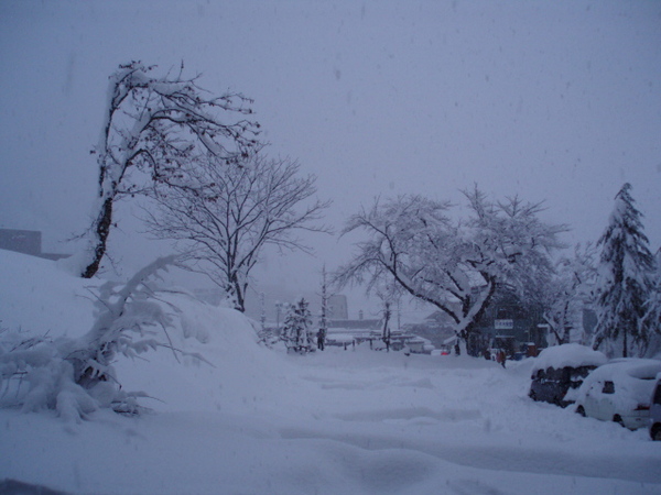 雪蓋著樹