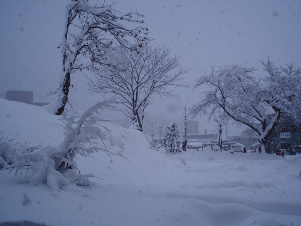 雪蓋著樹