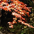 09'紅葉 020.jpg