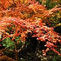 09'紅葉 022.jpg