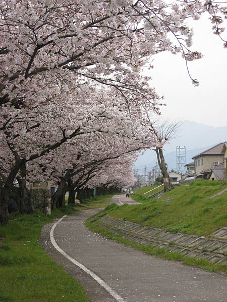 2009sakura 005.jpg