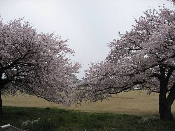 2009sakura 009.jpg