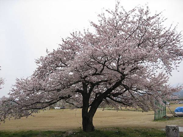 2009sakura 010.jpg