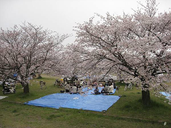 2009sakura 024.jpg