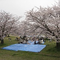 2009sakura 024.jpg