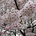 2009sakura 025.jpg