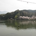 2009sakura 033.jpg