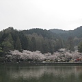 2009sakura 037.jpg