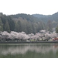 2009sakura 039.jpg