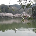 2009sakura 042.jpg