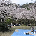 2009sakura 045.jpg