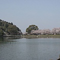 2009sakura 054.jpg