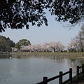 2009sakura 056.jpg