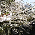 2009sakura 061.jpg