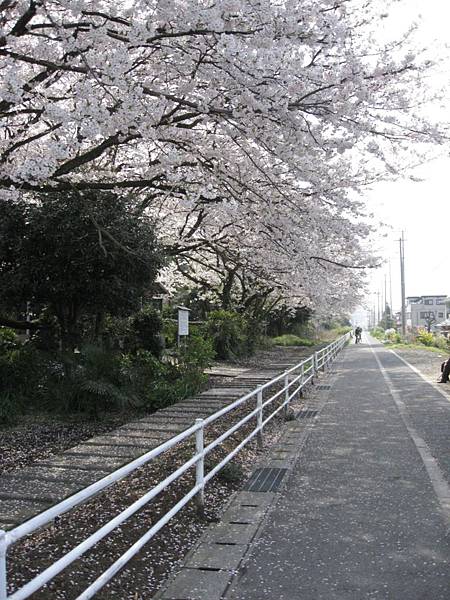 2009sakura 068.jpg