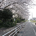 2009sakura 068.jpg