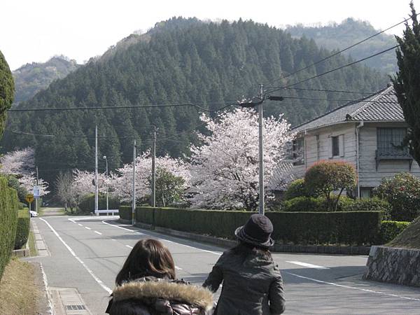 2009sakura 071.jpg