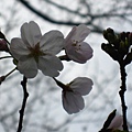 matuyama-sakura 010.jpg