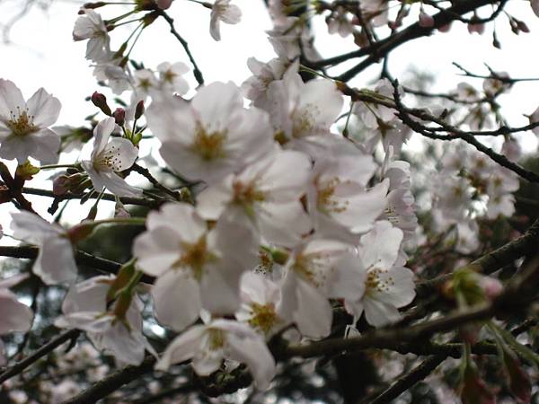 matuyama-sakura 023.jpg