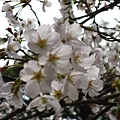 matuyama-sakura 023.jpg