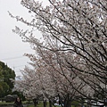 matuyama-sakura 087.jpg