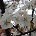 matuyama-sakura 088.jpg