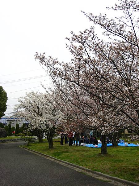 matuyama-sakura 089.jpg