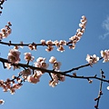 10'ume 029.jpg