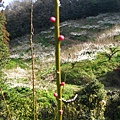 10'ume 038.jpg