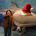 海遊館鯊魚