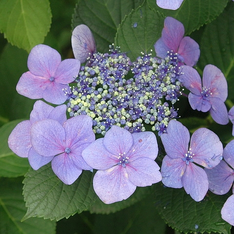 香り甘茶の丸(繡球花)