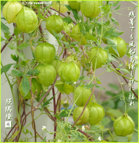 366の生日花紋章 陰風船葛 倒地鈴 系統相簿 痞客邦 366の生日花紋章 陰風船葛 倒地鈴 系統相簿 痞客邦