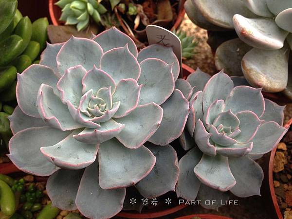 多肉植物記事 5月梅雨紀錄 Part3 最終篇 悠希 Part Of Life 痞客邦