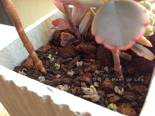 多肉植物記事 多肉換介質教學 目前都以此方式來換盆喔 悠希 Part Of Life 痞客邦