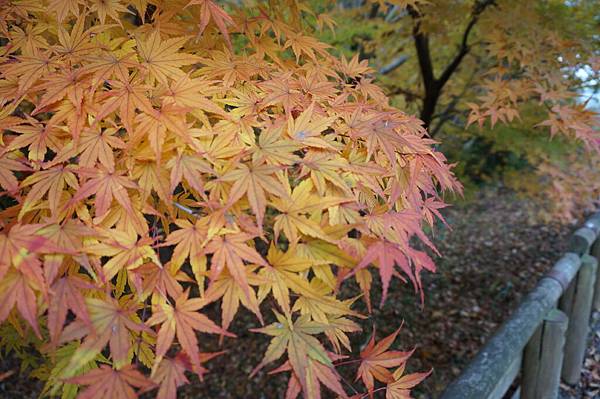 名古屋 愛地球博覽會