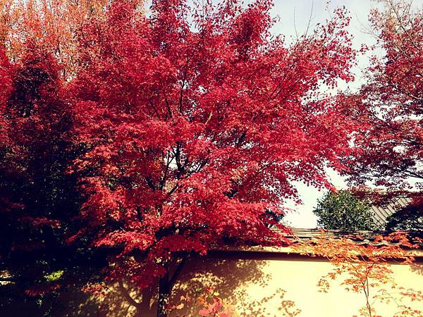 奈良興福寺