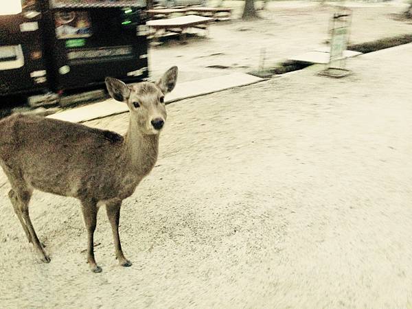 奈良公園