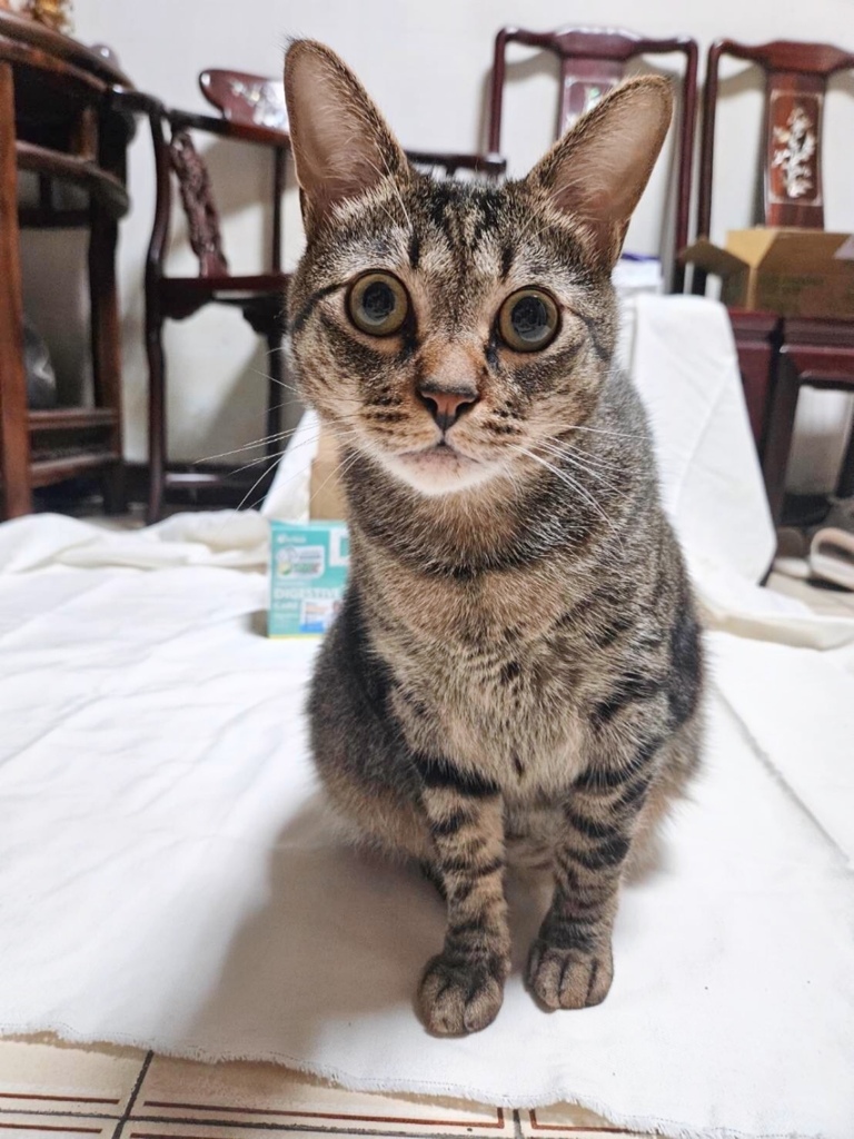 沛威。貓保健好胃口益生菌。日本專利寵物益生菌。腸胃健康好胃口 沛威。貓保健好胃口益生菌。日本專利寵物益生菌。腸胃健康好胃口