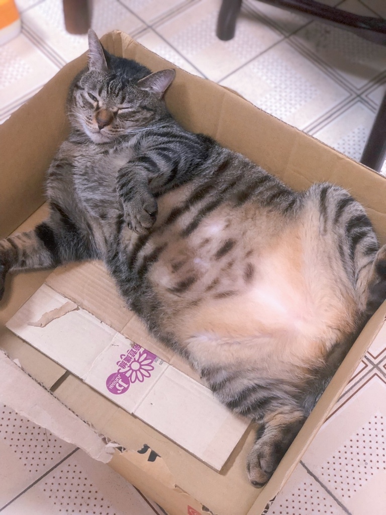 沛威。貓保健好胃口益生菌。日本專利寵物益生菌。腸胃健康好胃口 沛威。貓保健好胃口益生菌。日本專利寵物益生菌。腸胃健康好胃口