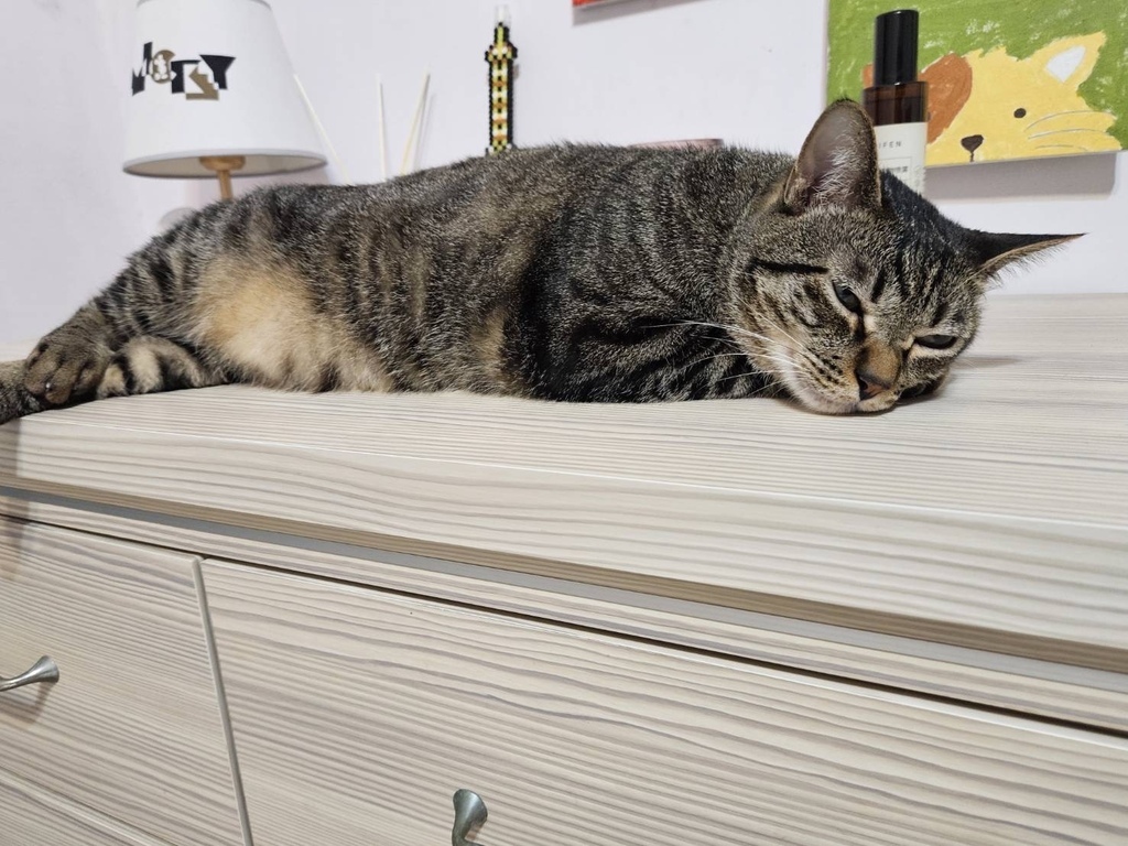 沛威。貓保健好胃口益生菌。日本專利寵物益生菌。腸胃健康好胃口 沛威。貓保健好胃口益生菌。日本專利寵物益生菌。腸胃健康好胃口