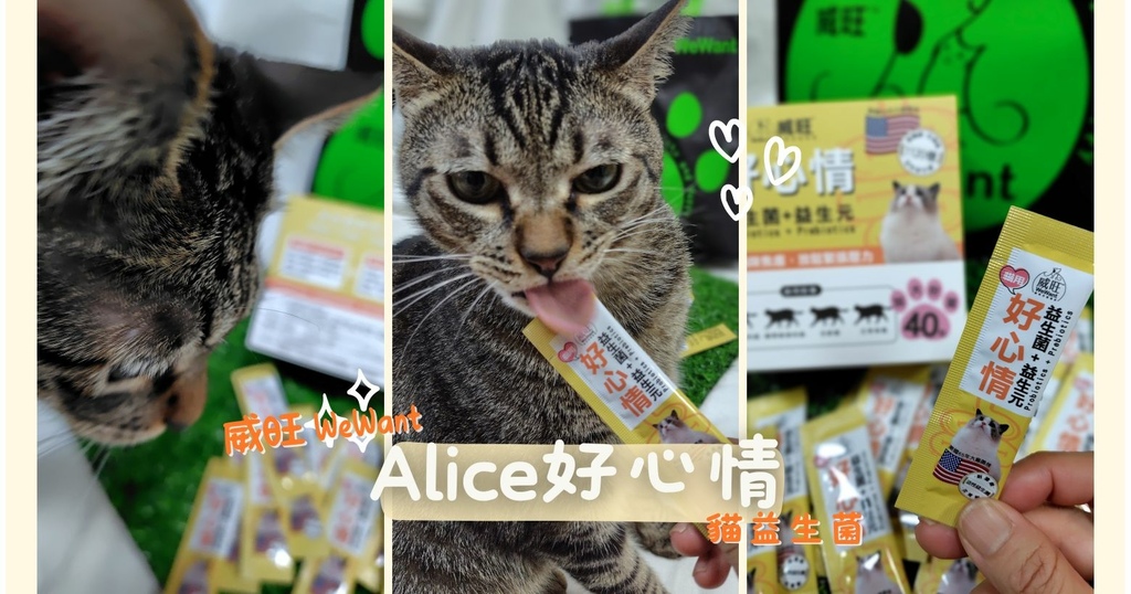 波波黛莉 (5).jpg 波波黛莉 (5).jpg